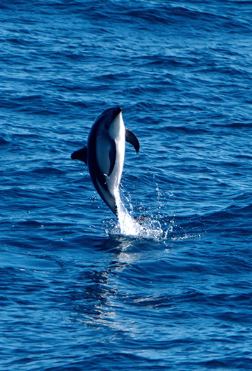 Dusky Dolphins