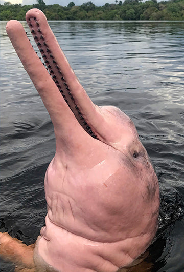 Pink River Dolphins