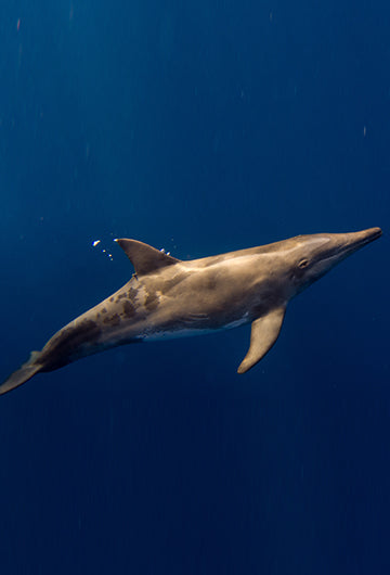 Rough-Toothed Dolphins