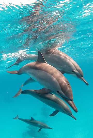 Spinner Dolphins